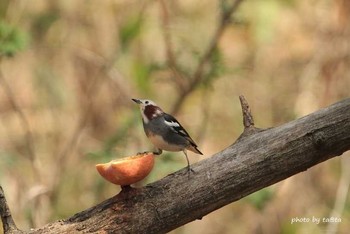 Chestnut-cheeked Starling 滝沢森林公園ネイチャーセンター Sun, 4/22/2018