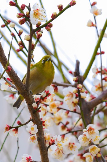 メジロ 西宮市 鳴尾浜 2023年2月19日(日)