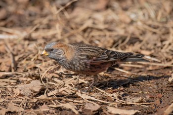 Asian Rosy Finch Unknown Spots Sat, 2/18/2023