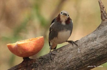 Chestnut-cheeked Starling 滝沢森林公園ネイチャーセンター Sun, 4/22/2018