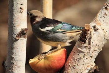 Chestnut-cheeked Starling 滝沢森林公園ネイチャーセンター Sun, 4/22/2018