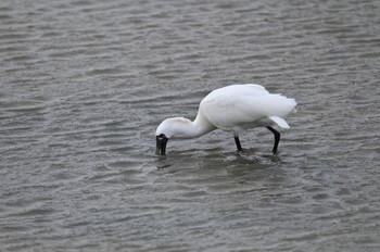 Black-faced Spoonbill Unknown Spots Sun, 2/19/2023