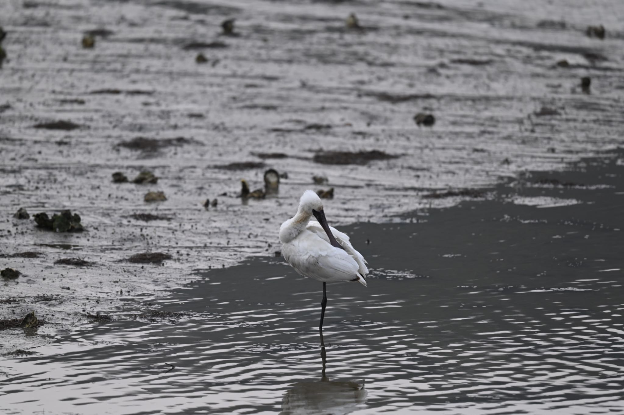 Photo of Eurasian Spoonbill at  by YURIKAMOME5513