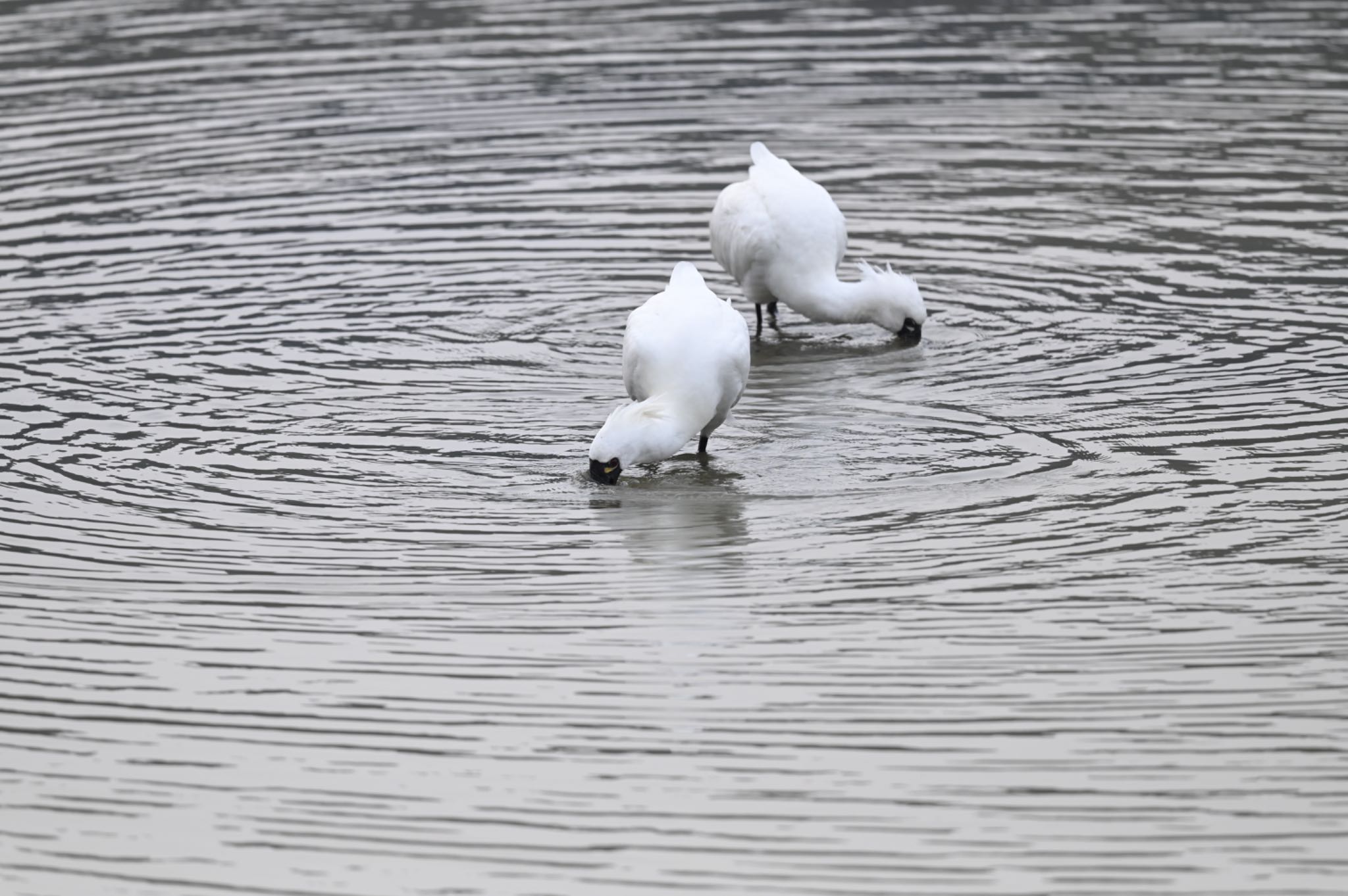 Photo of Black-faced Spoonbill at  by YURIKAMOME5513