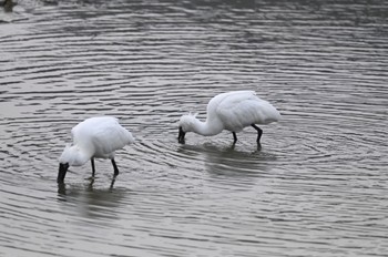 Black-faced Spoonbill Unknown Spots Sun, 2/19/2023