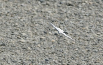 Little Tern 多摩川 Unknown Date