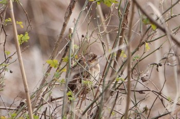 Eurasian Wryneck Kitamoto Nature Observation Park Sun, 2/12/2023