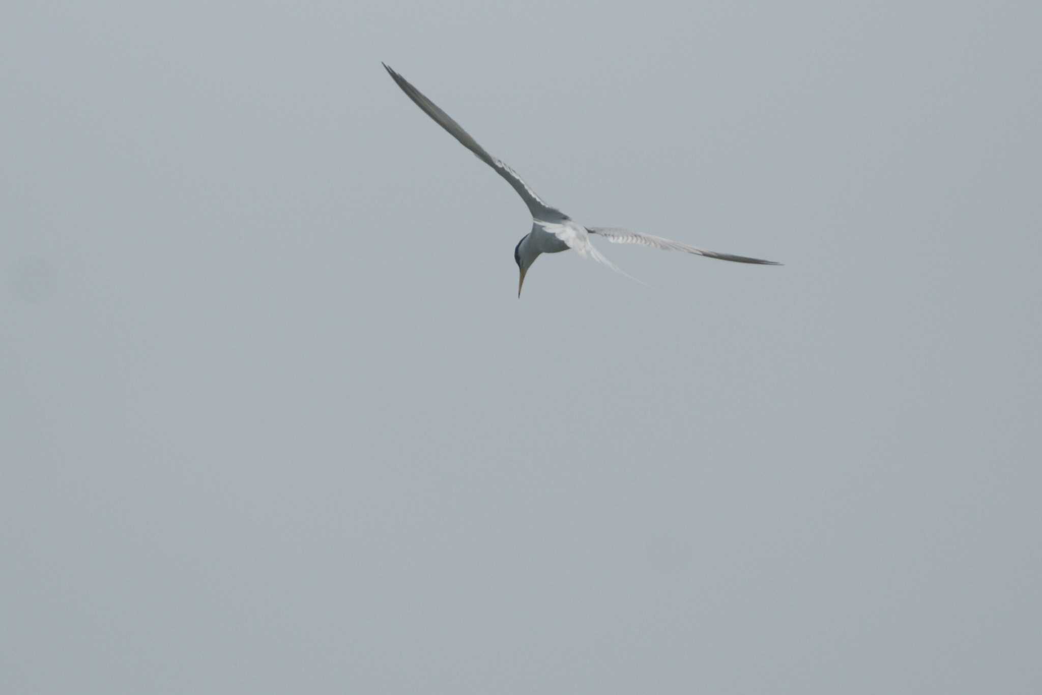 Photo of Little Tern at 多摩川 by bea
