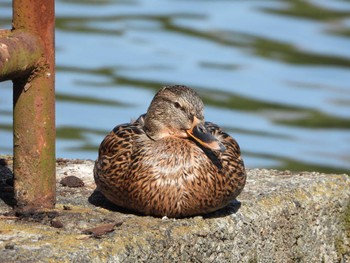 2023年2月12日(日) 千里南公園の野鳥観察記録