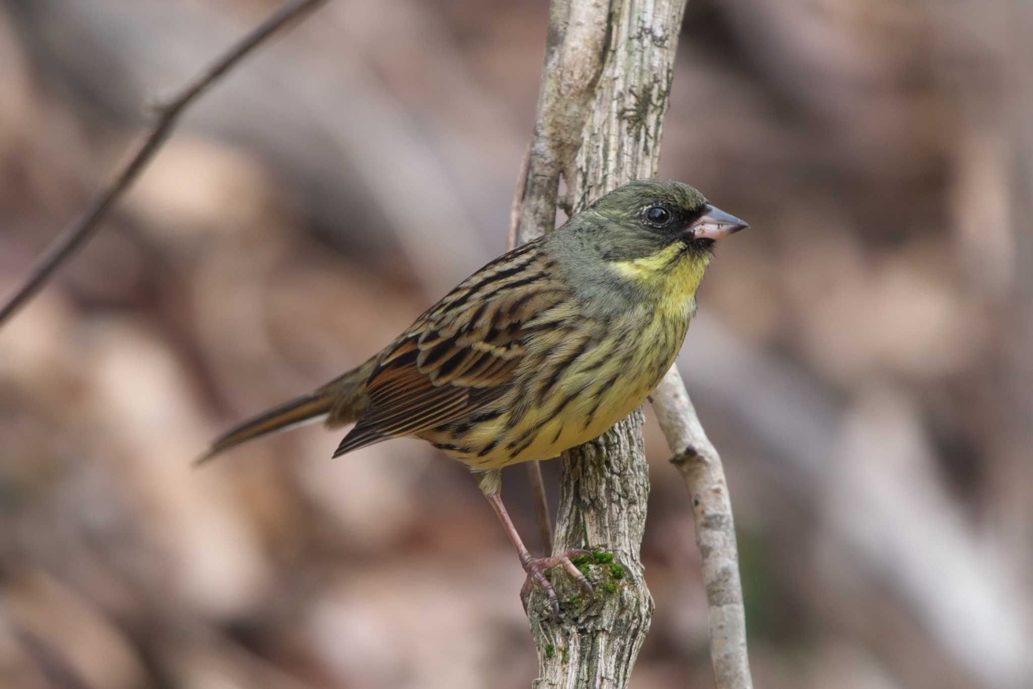 Masked Bunting