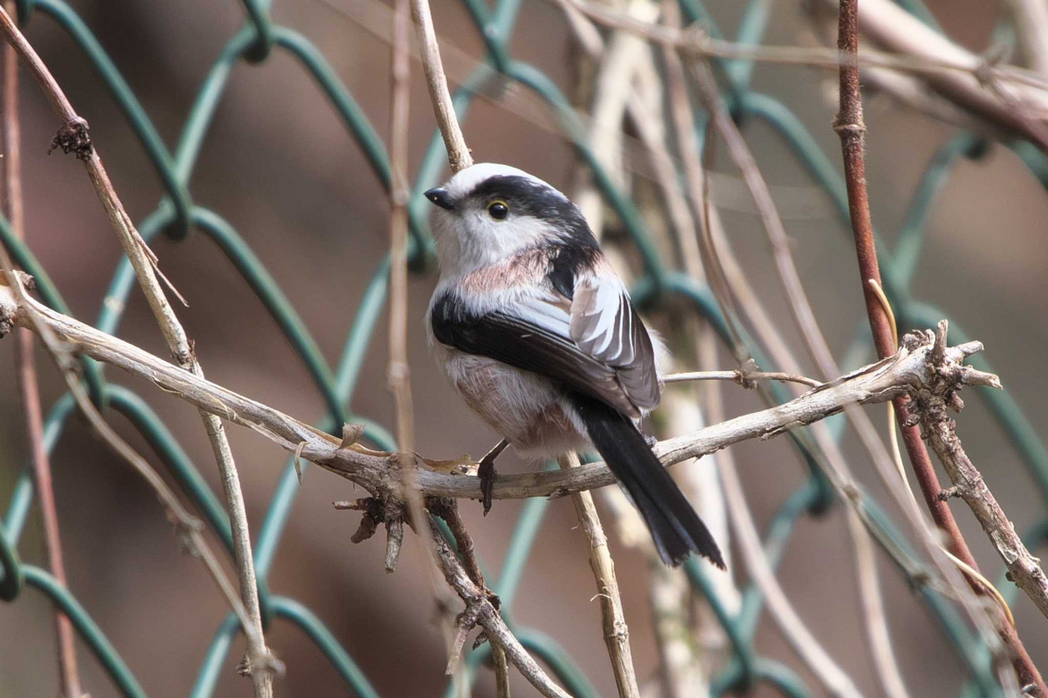 Long-tailed Tit