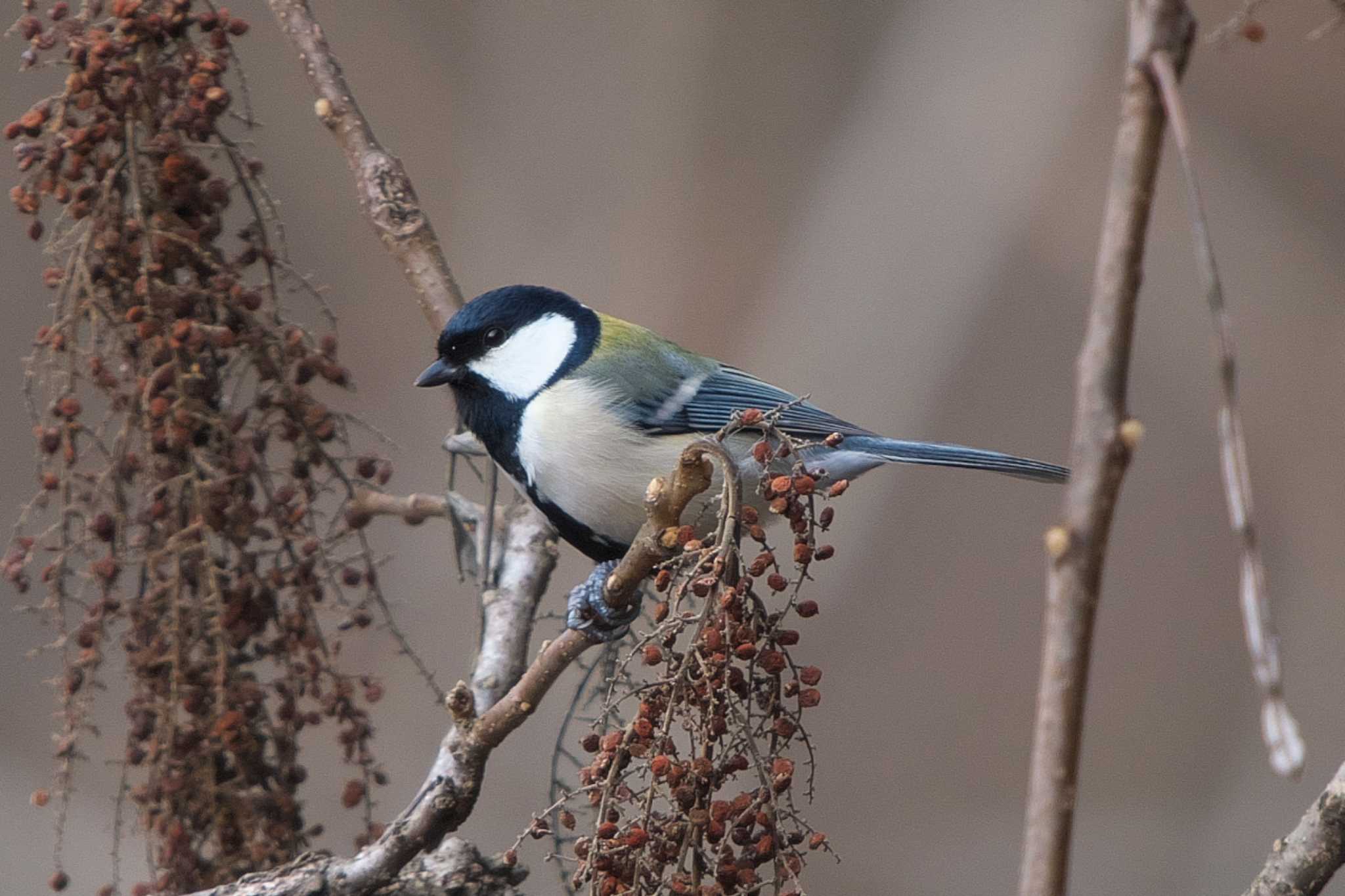 Japanese Tit