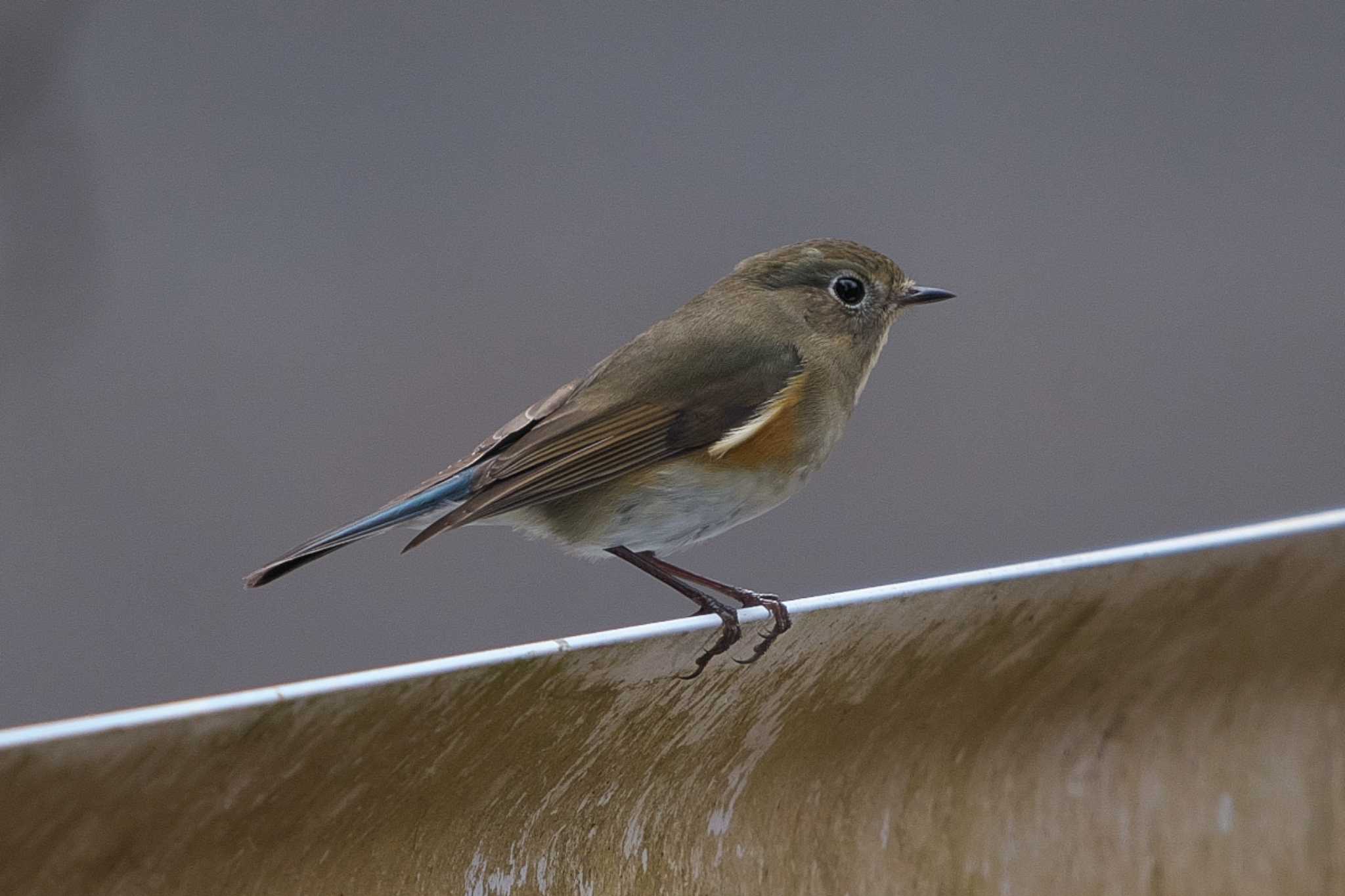 Red-flanked Bluetail