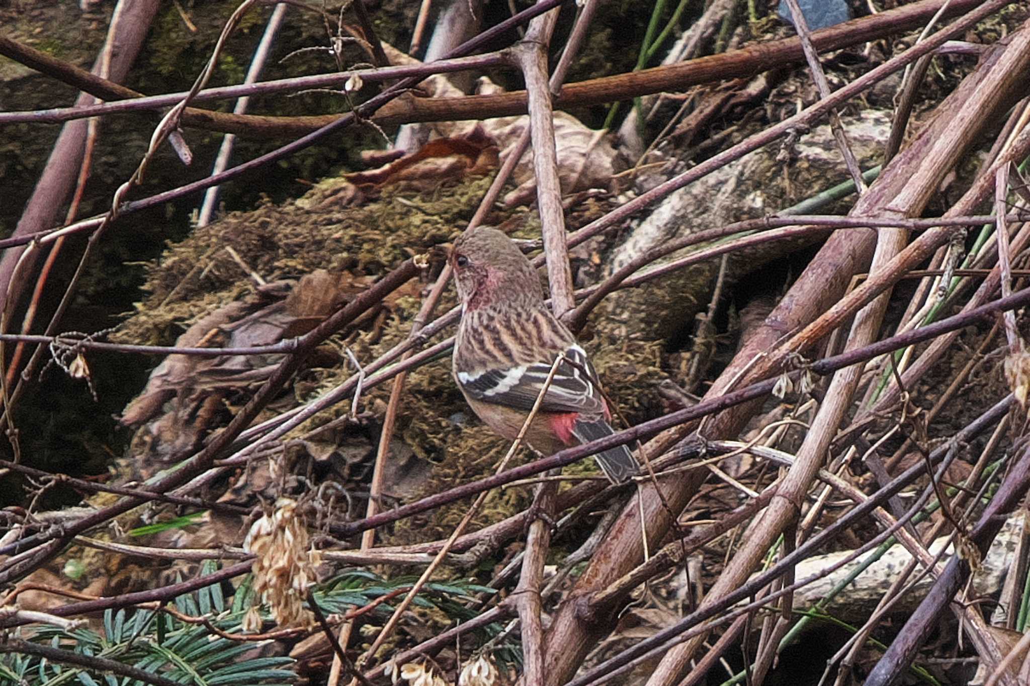 Siberian Long-tailed Rosefinch