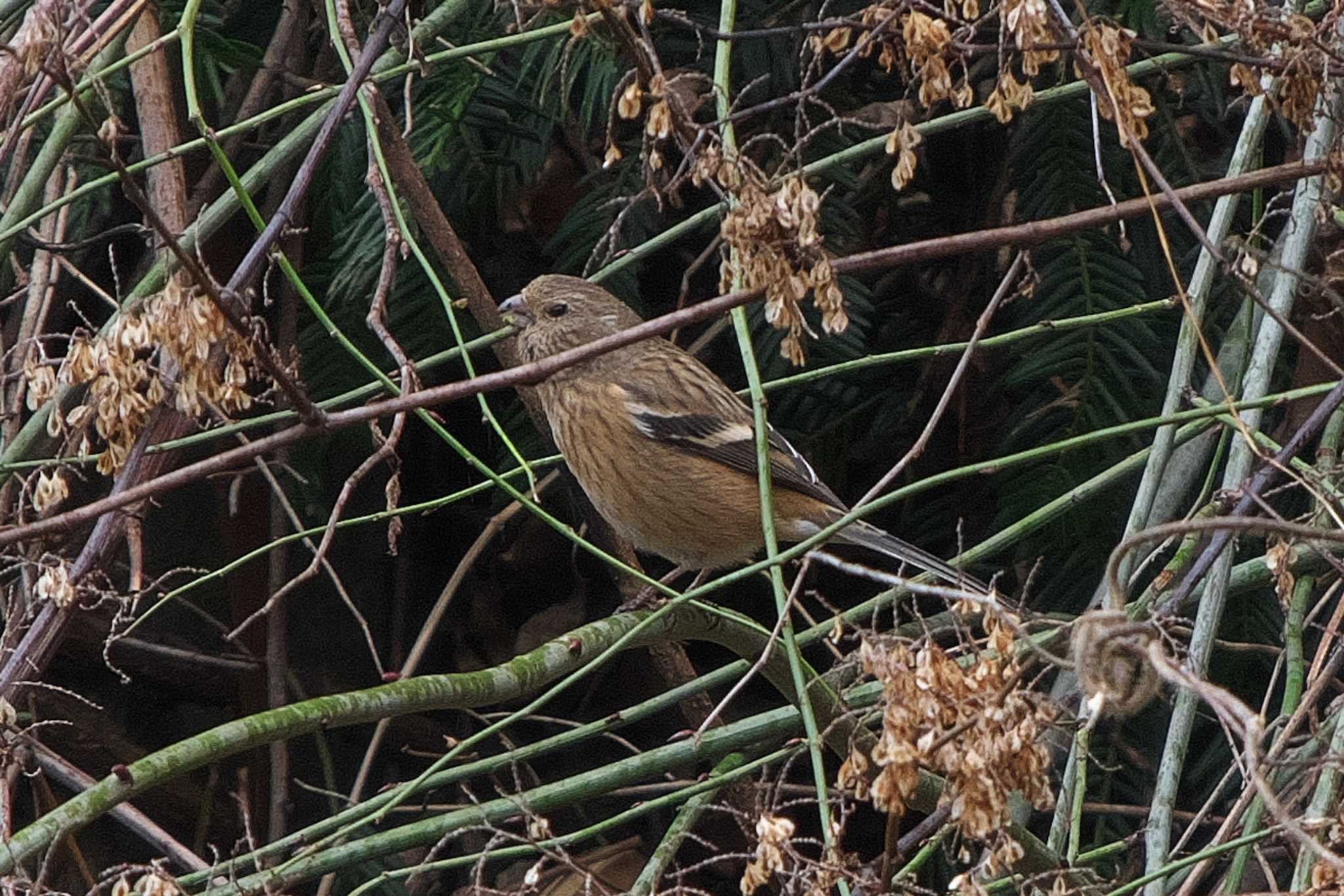 Siberian Long-tailed Rosefinch