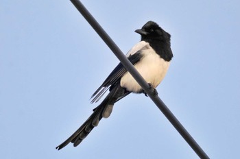 Eurasian Magpie 勇払原野 Tue, 2/14/2023