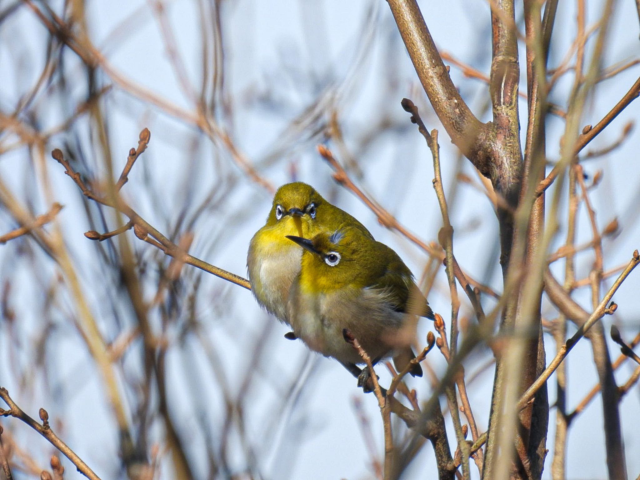 Warbling White-eye