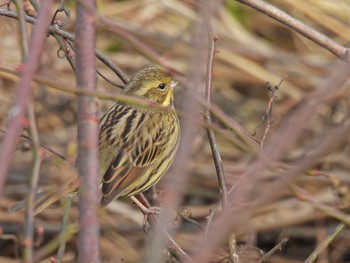 Masked Bunting 佐潟 Fri, 2/17/2023