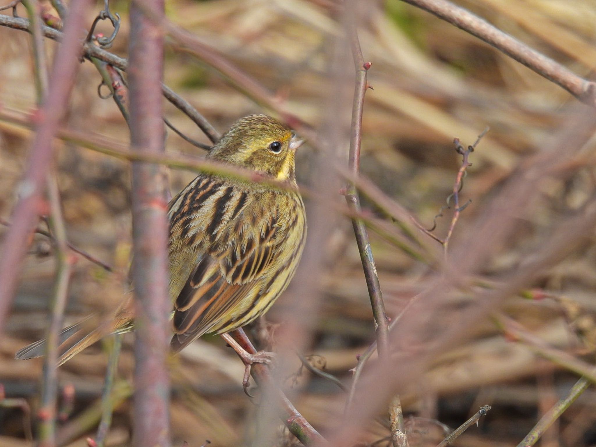 Masked Bunting