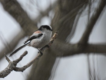 Long-tailed Tit 佐潟 Fri, 2/17/2023