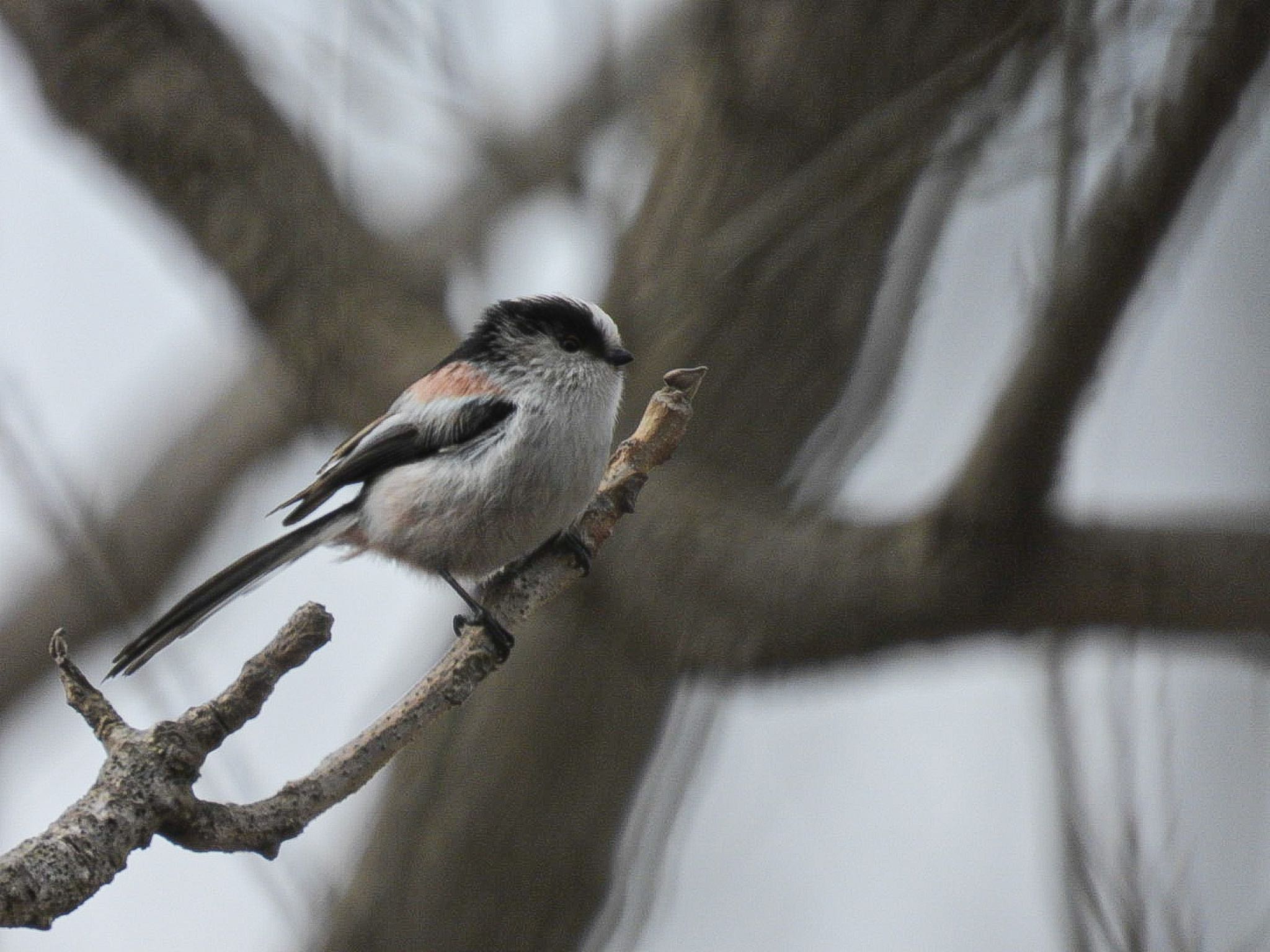 Long-tailed Tit