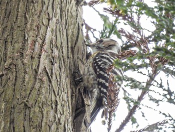 Japanese Pygmy Woodpecker 佐潟 Fri, 2/17/2023