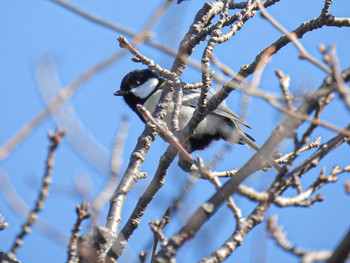 Japanese Tit 佐潟 Fri, 2/17/2023