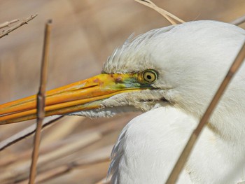 Great Egret 佐潟 Fri, 2/17/2023