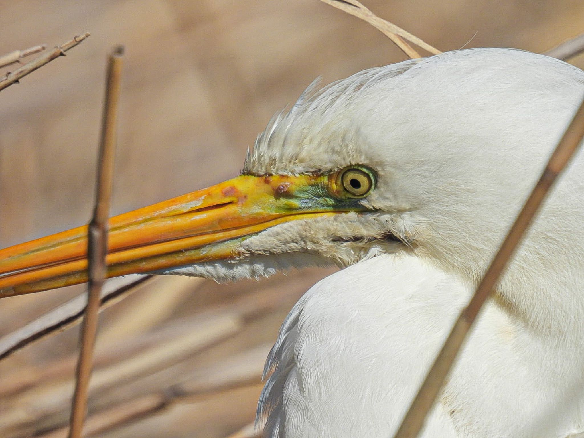 Great Egret