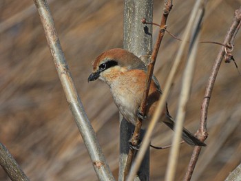 Bull-headed Shrike 佐潟 Fri, 2/17/2023