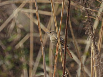 Daurian Redstart 佐潟 Fri, 2/17/2023