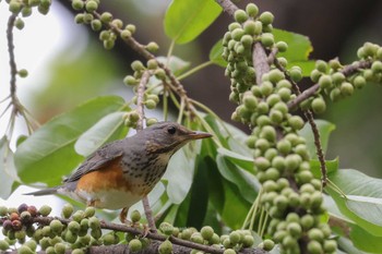 Grey-backed Thrush 中国広東省 Sun, 3/25/2018