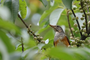 Grey-backed Thrush 中国広東省 Sun, 4/1/2018