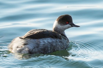 Black-necked Grebe 日の出三番瀬沿い緑道 Sat, 1/28/2023