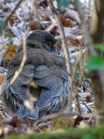 Pale Thrush 生田緑地 Mon, 2/20/2023