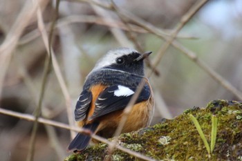 2023年2月20日(月) 京都御苑の野鳥観察記録