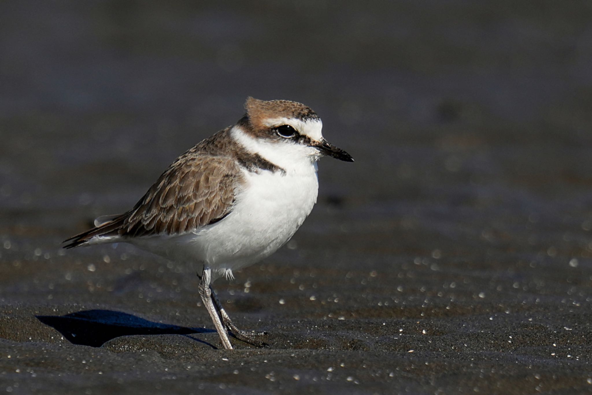 Photo of Kentish Plover at Sambanze Tideland by アポちん