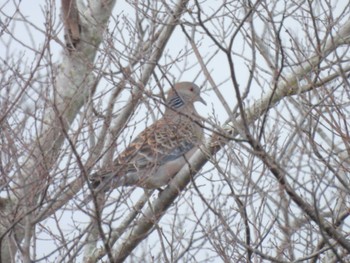 Oriental Turtle Dove 大淀町 Sun, 2/19/2023