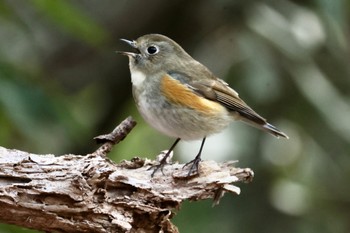 Red-flanked Bluetail 各務野自然遺産の森 Sat, 2/18/2023