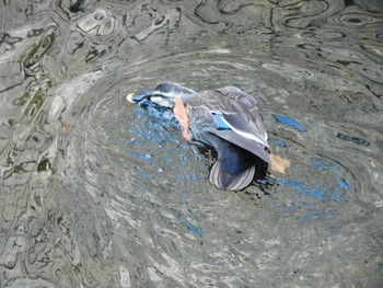 2023年2月20日(月) 平和の森公園、妙正寺川の野鳥観察記録