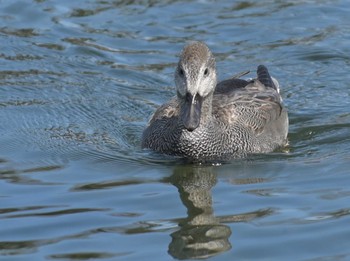 2023年2月20日(月) 江津湖の野鳥観察記録