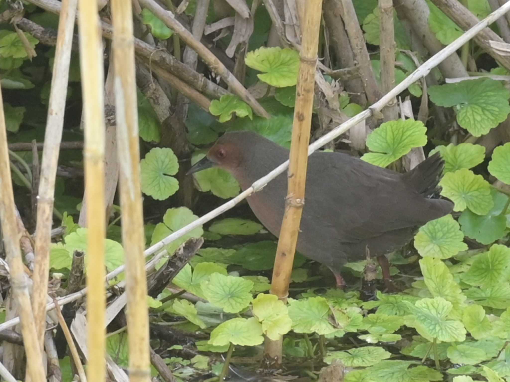 江津湖 ヒクイナの写真