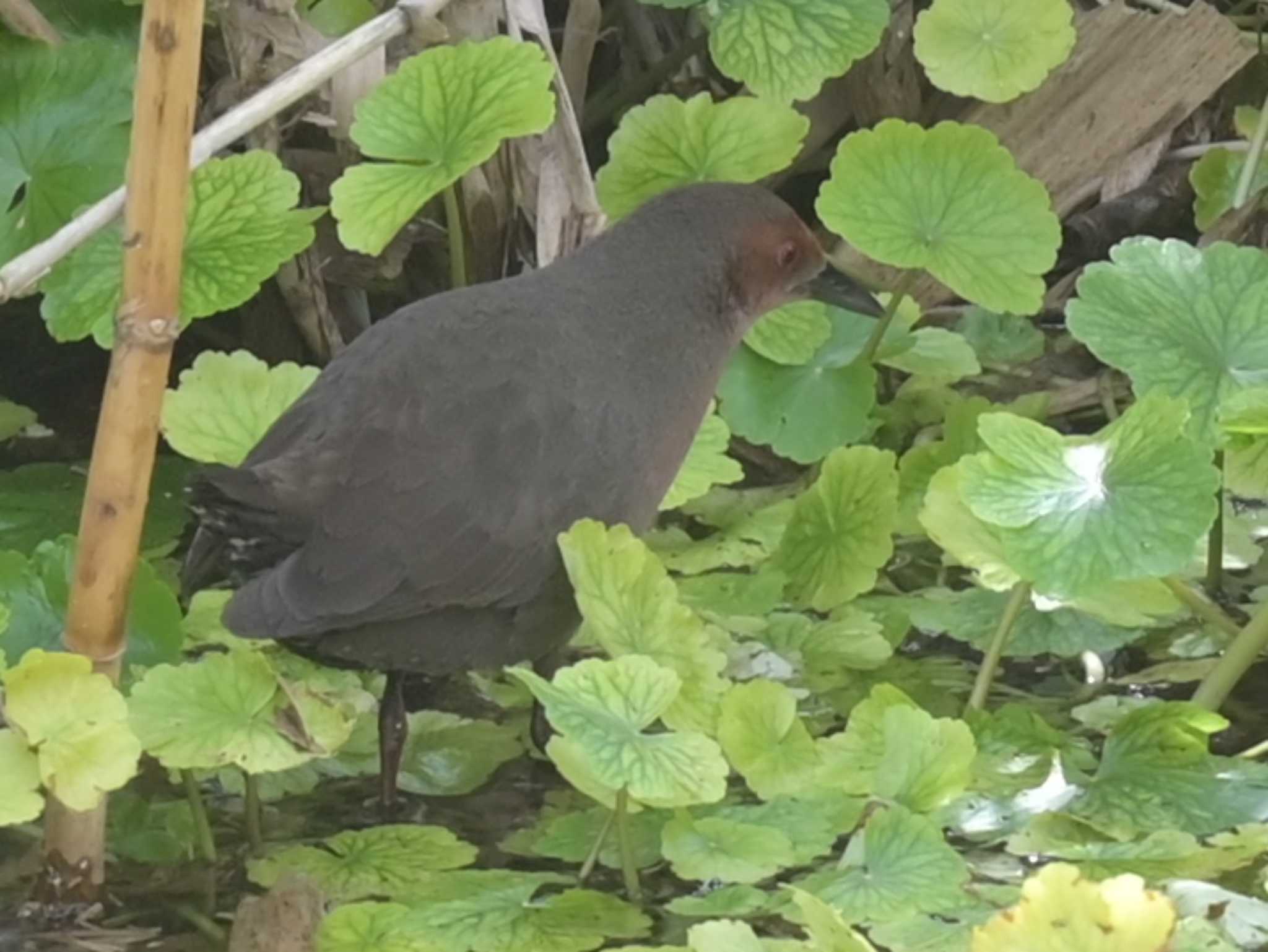 江津湖 ヒクイナの写真