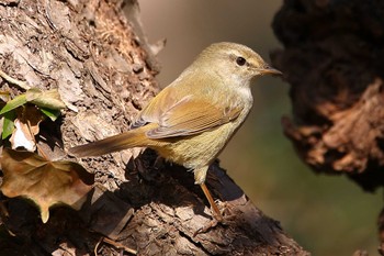 Japanese Bush Warbler じゅん菜池緑地(千葉県) Mon, 2/20/2023