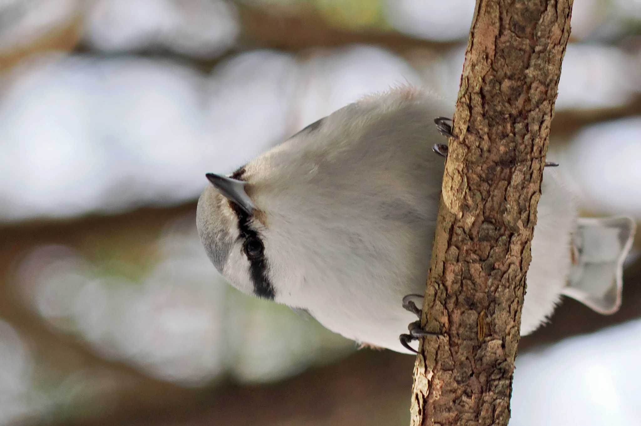 北大研究林(北海道大学苫小牧研究林) シロハラゴジュウカラの写真 by 藤原奏冥