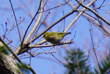 Warbling White-eye Mt. Tsukuba Mon, 2/20/2023