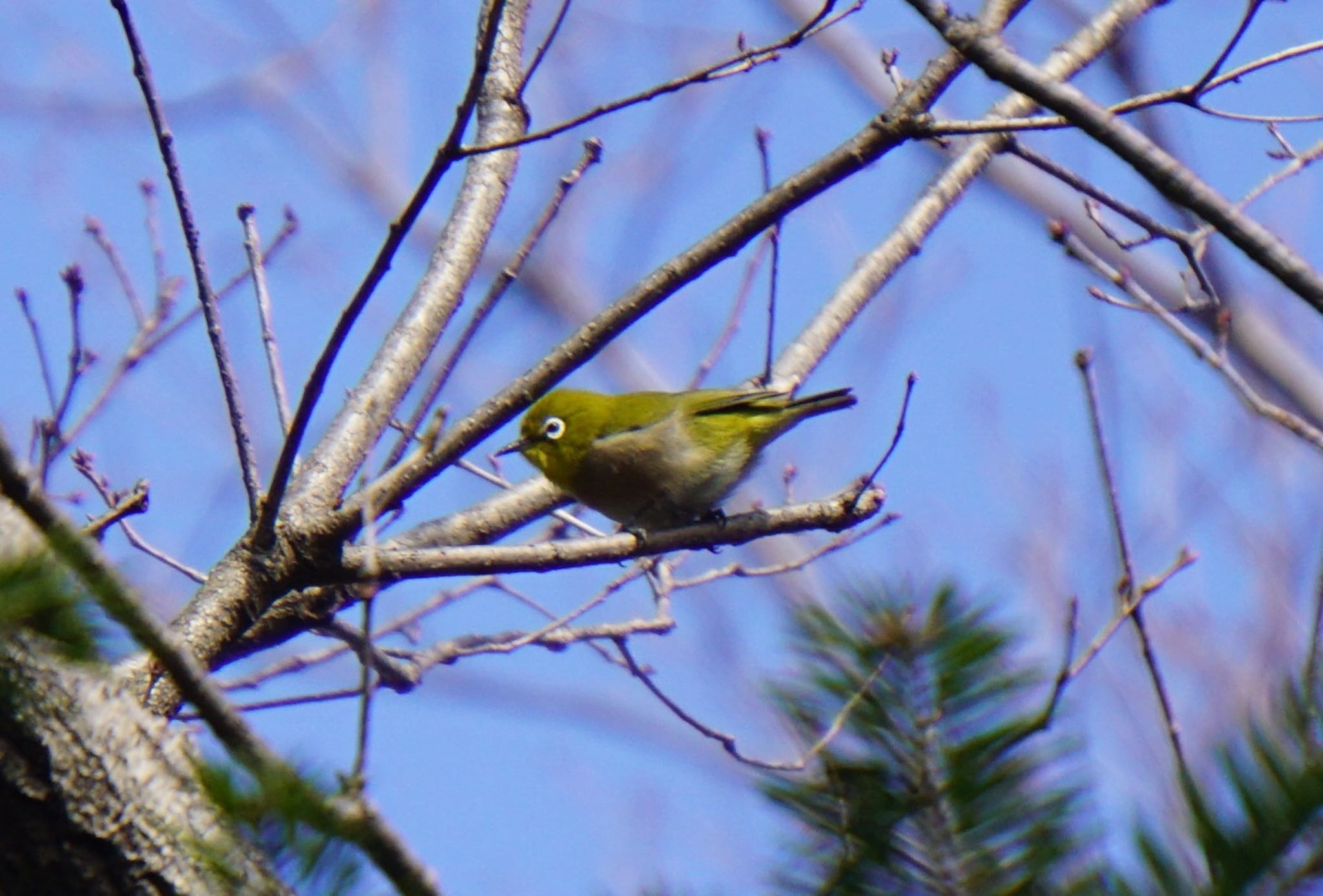 Warbling White-eye