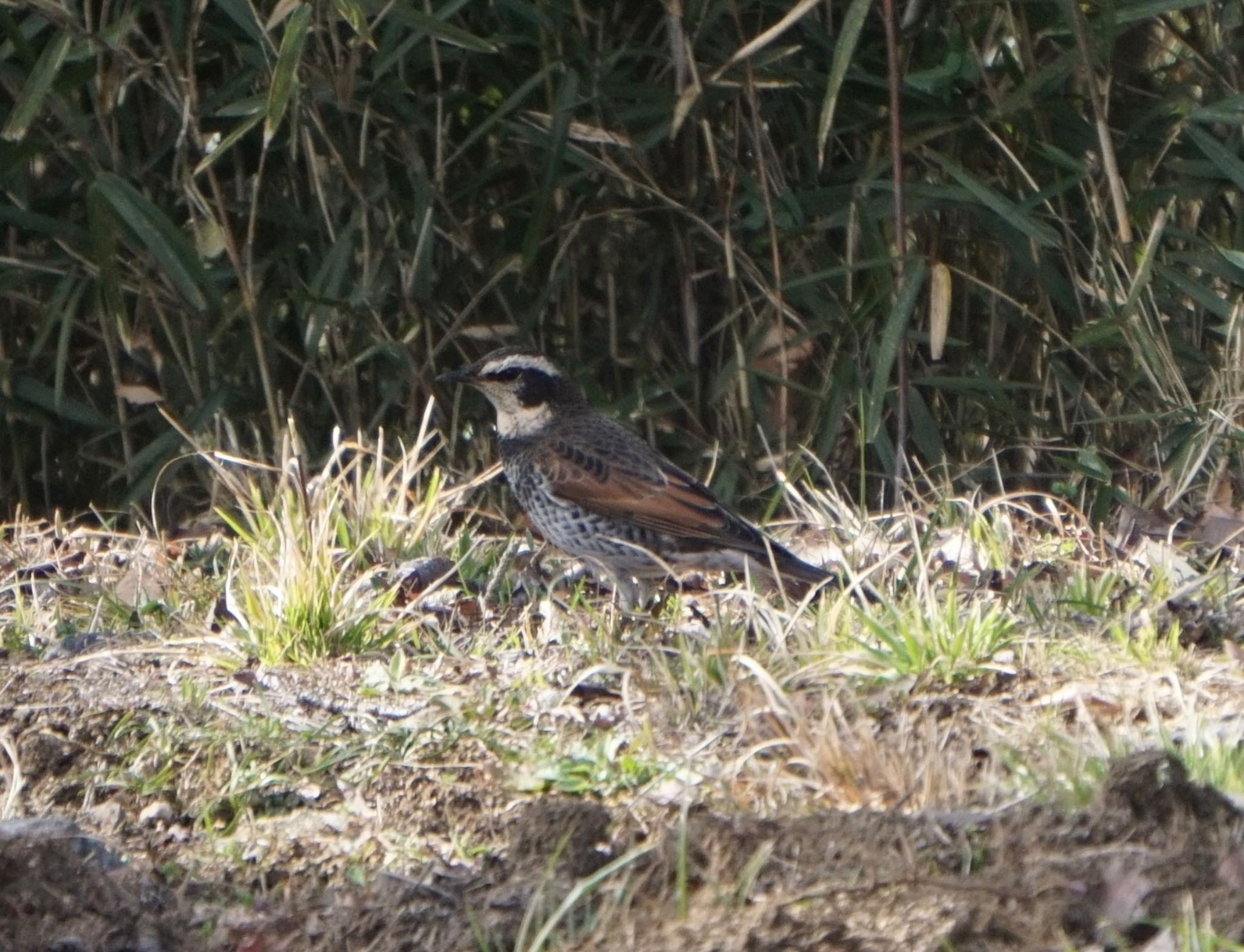 Dusky Thrush