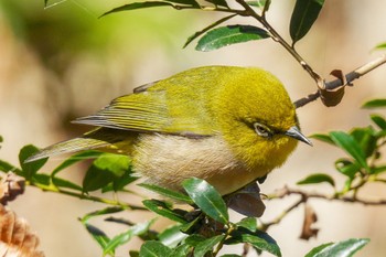 Warbling White-eye Komiya Park Sun, 1/29/2023