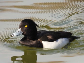 キンクロハジロ 都立浮間公園 2023年2月20日(月)